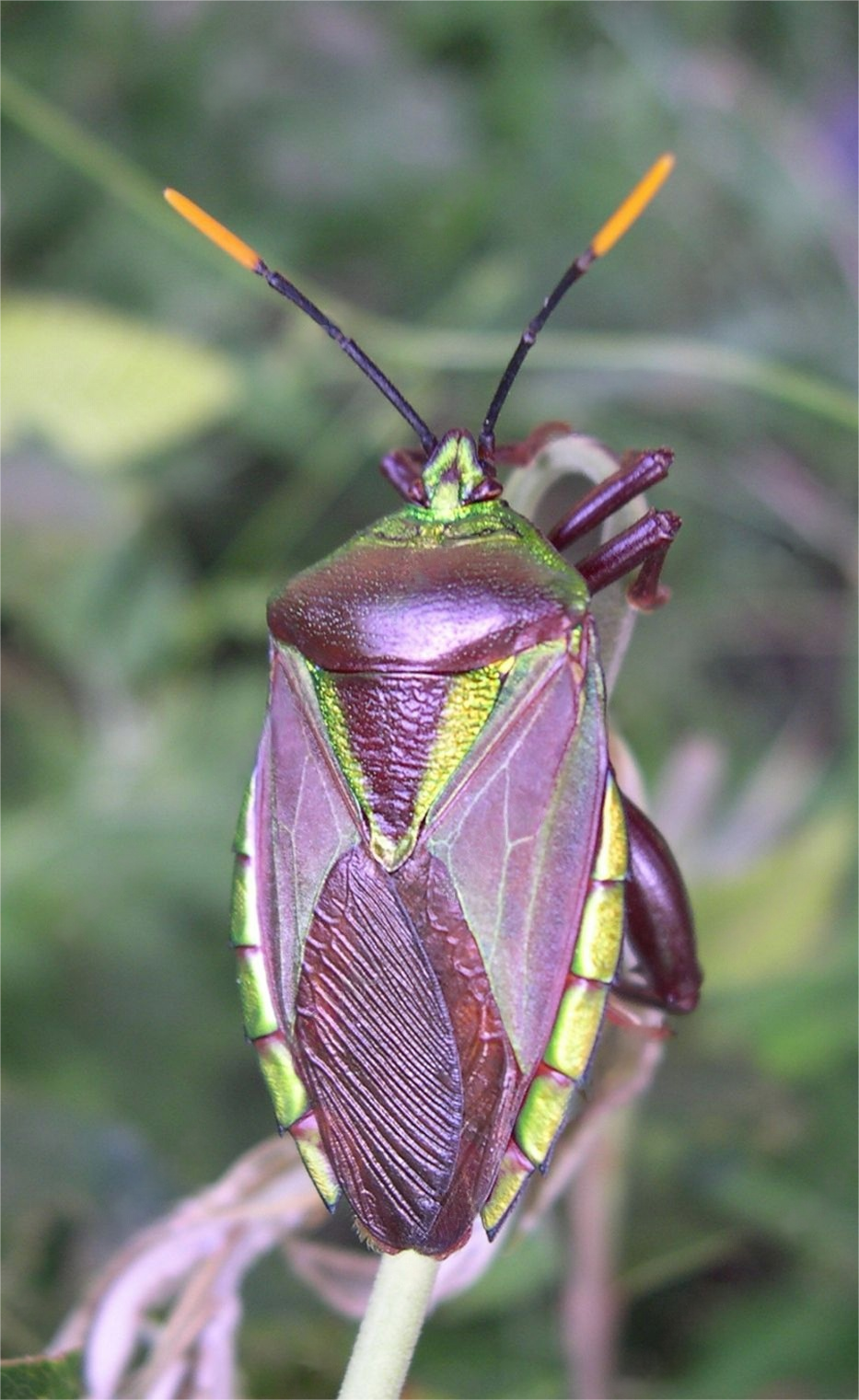 1733281418787599.png 12.4文明薪火1.png