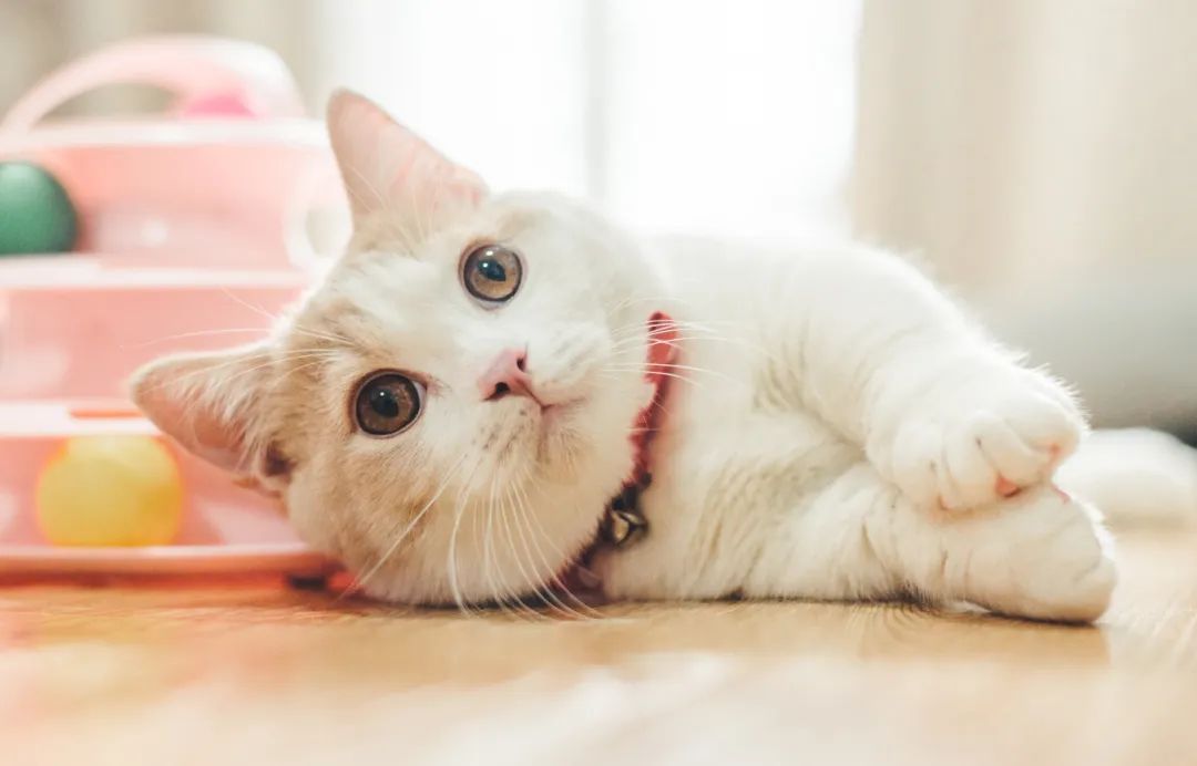 1738722475580276.jpeg 1.jpg