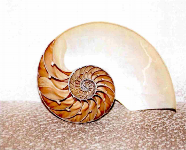 1731898183846061.png 11.18文明薪火.png