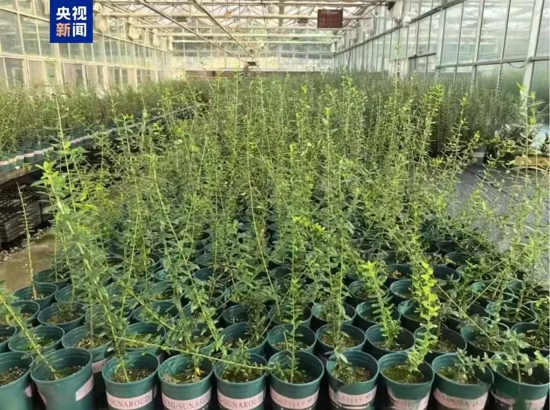 1732175675257771.jpeg 11.21文明薪火.jpg