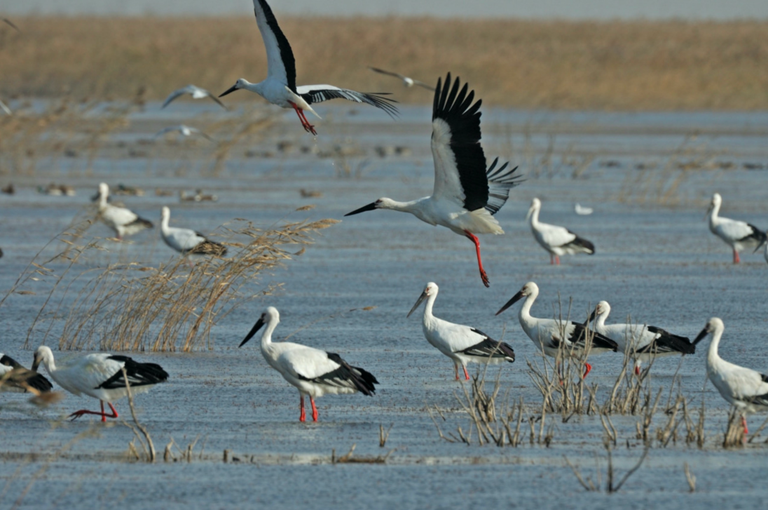 1732586700663212.png 11.26文明薪火.png